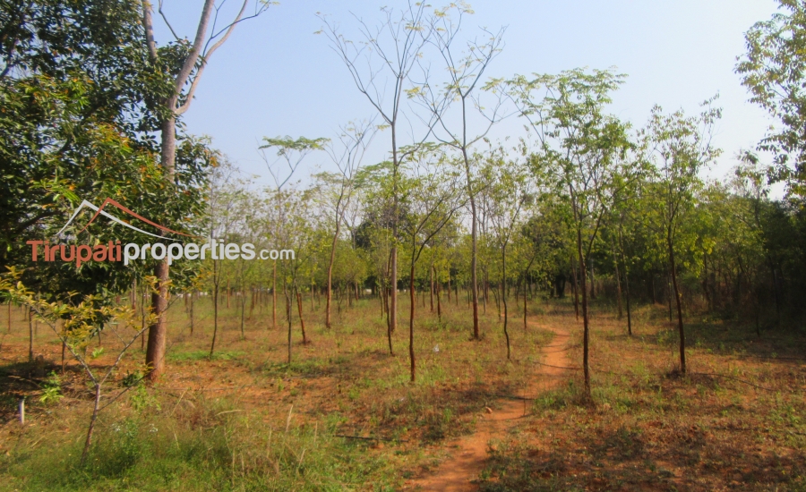 #FarmLands With #Sandalwood Plantation #PlotsforSale Near Ithepalli - Benguluru Highway, #Tirupati